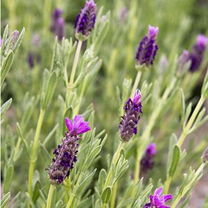 As their native habitat is along the Mediterranean coast, lavenders are happiest in places with moist, cool winters and hot, dry summers. And, full sun and well Types Of Lavender, Lavandula Stoechas, Munstead Lavender, Spanish Lavender, Monrovia Plants, Plant Catalogs, Flower Garden Design, Lavender Plant, Sun Plants