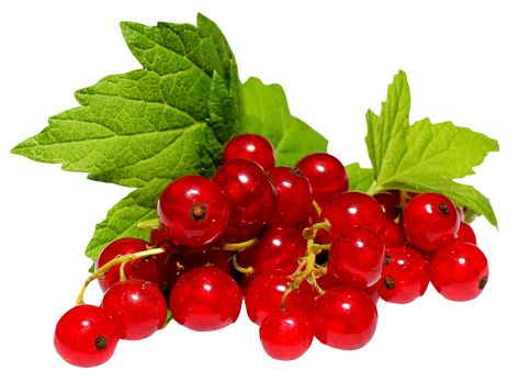 Cherry Plant, Fruit Clipart, Edible Seeds, Photo Clipart, Berry Bushes, Fruit Picture, Red Currant, Weird Food, In Season Produce