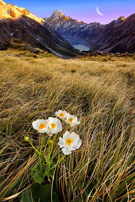 Mount Cook, Poppy Flower, Scenic Views, Amazing Nature, Nature Pictures, Wonderful Places, Nature Beauty, Beautiful World, Wonders Of The World