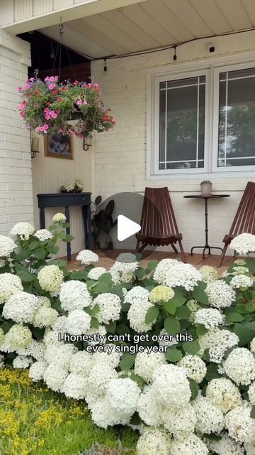 Elena on Instagram: "my pride and joy.. it’s really quite simple to achieve the best hydrangeas year after year! your plants should flower in season if not, somethings wrong! if I missed anything please ask in the comments ☁️☁️☁️" White Hydrangea Landscaping, Front Yard Hydrangea, Hydrangea Hedge, Hydrangea Tree, Hydrangea Landscaping, Hydrangea Bush, Planting Hydrangeas, Plant Ideas, Native Garden