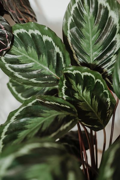 How to Care for Calathea 'Medallion' Calathea Plant, Prayer Plant, Distilled Water, Colorful Plants, Yellow Leaves, New Growth, Plant Growth, Plant Needs, Potting Soil