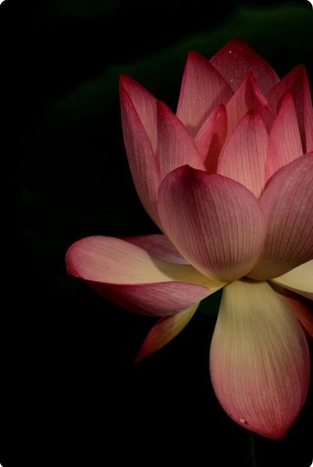 Lotus Flowers Photography, Lotus Flower Meaning, Lotus Flower Wallpaper, Loose Watercolor Paintings, Lotus Flower Pictures, Lotus Flower Art, Lotus Art, Macro Flower, Lotus Flowers