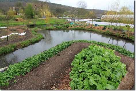 Hillside Permaculture, Restoration Agriculture, Mini Farming, Permaculture Farming, Food Forests, Farming Life, Plant Medicine, Potager Garden, Permaculture Gardening