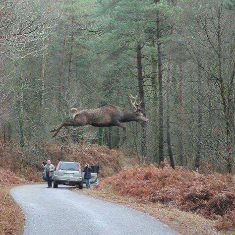 deer Deer Jumping, Big Deer, A Deer, Whitetail Deer, Wildlife Animals, Deer Hunting, Animal Photo, Nature Animals, 귀여운 동물