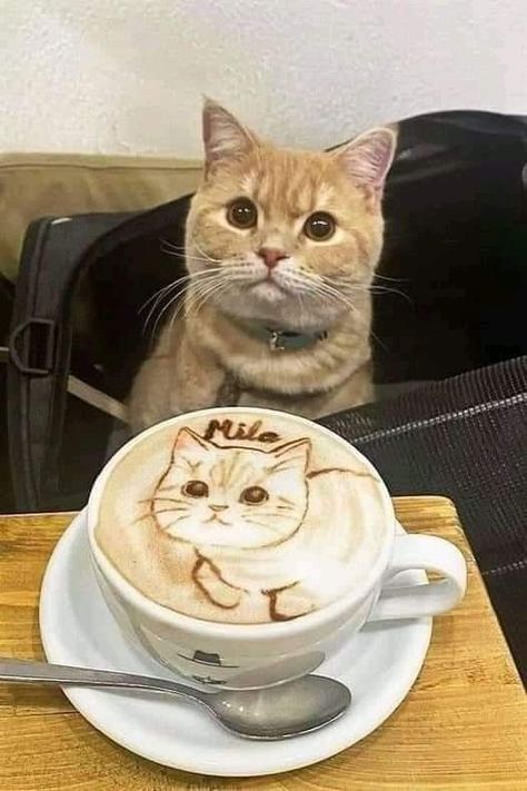 Funny Animal Vines, Cat Cafe, Popular Dog, Mike Tyson, Funny Animal Memes, Cat Coffee, Cute Animal Videos, Latte Art, Silly Cats