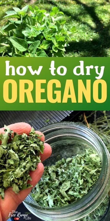 How to Dry Oregano (The Best Way!) Dry Oregano, Preserve Fresh Herbs, Drying Fresh Herbs, Oregano Plant, Preserving Herbs, Harvesting Herbs, Oregano Leaves, Medicinal Herb, Herb Recipes