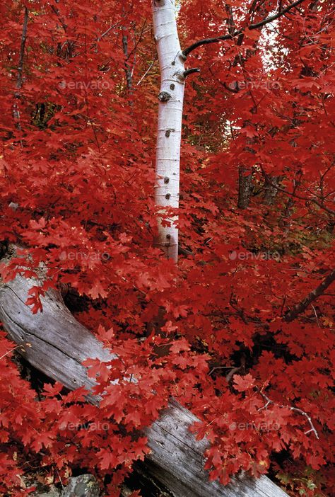 Quaking Aspen Tree, Maple Forest, Quaking Aspen, Aspen Tree, Moody Art, Aspen Trees, Scenic Art, Spring Landscape, Seasons Art