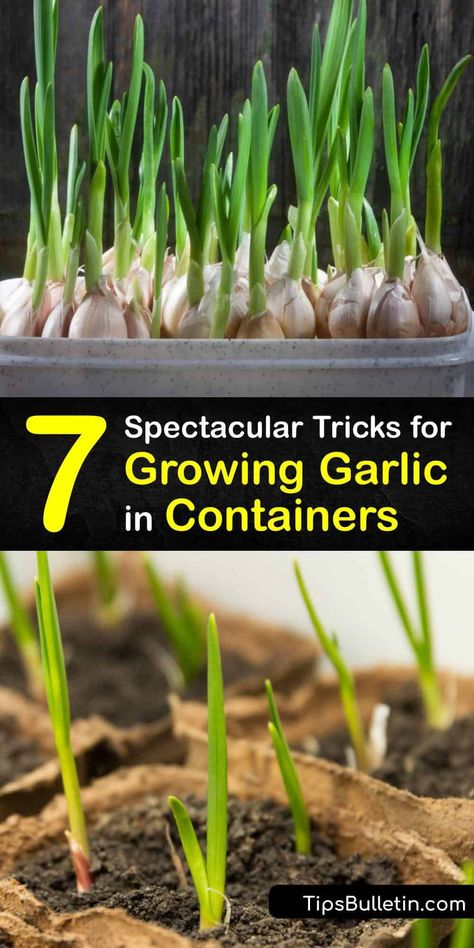 Growing Garlic In Containers, Garlic In Containers, Container Gardening Full Sun, Grow Garlic, Indoor Vegetables, Planting Garlic, Growing Garlic, Indoor Vegetable Gardening, Milk Jugs