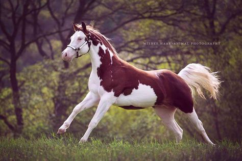 chestnut splash white (SW1 homozygous) - Quarter Horse stallion Gunners Revolution (also registered in APHA) Unusual Horse, Horse Markings, Horse Coat Colors, American Paint Horse, Pinto Horse, Quarter Horses, Horse Wallpaper, American Quarter Horse, Most Beautiful Horses