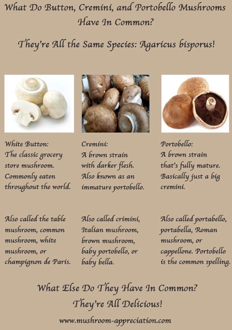 White Button Mushrooms, Mushroom Benefits, Homesteading Ideas, Button Mushroom, Food C, Button Mushrooms, Brown Mushroom, More Than Meets The Eye, Mushroom Fungi