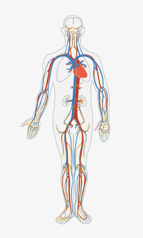 Function Of Blood, Getting Into Medical School, Facts About Humans, Human Pictures, Organ System, Poor Circulation, Cupping Therapy, Everyday Health, Unbelievable Facts