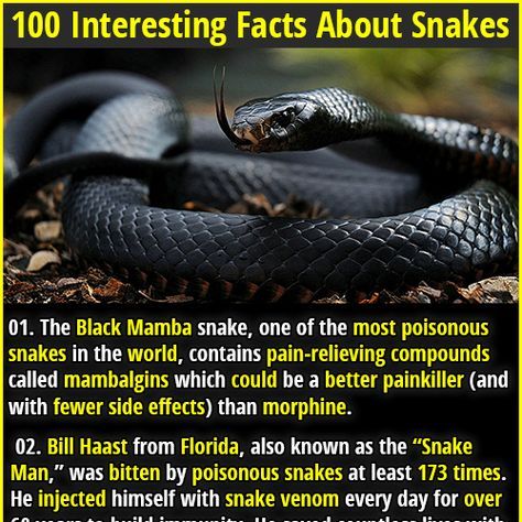 Facts About Snakes, Snake Quotes, Black Mamba Snake, Mamba Snake, Weird History Facts, Snake Facts, The Black Mamba, Poisonous Snakes, Fact Republic