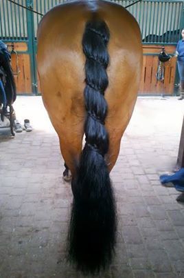 I wonder how many times the horse swatted it's tail and caused the braid to be restarted! Horse Mane Braids, Horse Hair Braiding, Horse Braiding, Tail Braids, Horse Mane, Horse Costumes, Horse Tail, Horse Tips, Horse Grooming