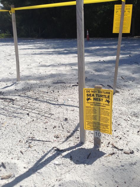 protected sea turtle nest Sea Turtle Nest, Gulf Coast Beaches, Gulf Coast, Sea Turtle, Florida