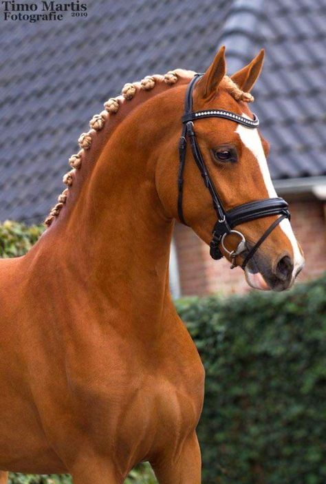 Flaxen chestnut Dutch riding pony stallion | Hesselteich's Golden Dream × Nina van de Beekerheide Flaxen Chestnut Horse, Chestnut Pony, Coat Reference, Kwpn Horse, Horse Colours, Horse Drawing Reference, Horse Coat Colors, Warmblood Horses, Pony Breeds