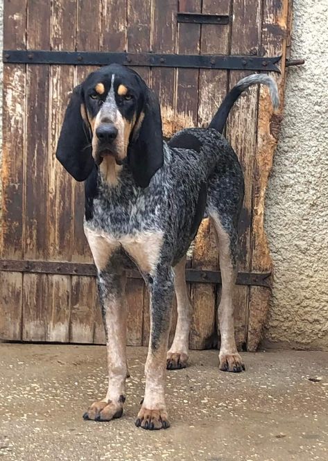 Blue Tick Coonhound, Hunting Hounds, Dog Types, Coon Hunting, Hunting Dogs Breeds, Hound Dog Breeds, Allergic To Dogs, Bluetick Coonhound, Country France