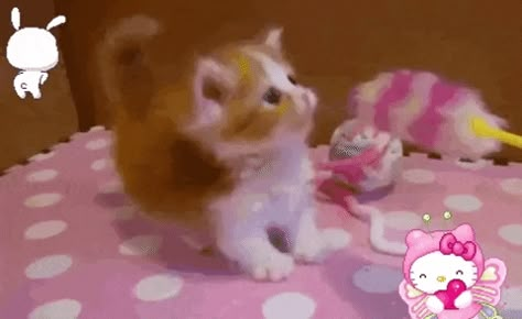 Stim Board, Cute Gifs, Silly Cats, Meow Meow, Kitty Cats, Cats Kittens, Cute Stuff, Cute Things, Cute Cats