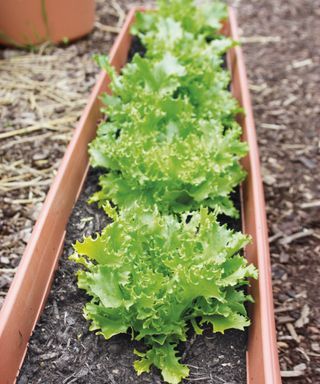 How to grow lettuce in pots – expert tips for quick and easy tasty leaves in containers Lettuce In Pots, How To Grow Lettuce, Grow Lettuce, Lettuce Seeds, Growing Lettuce, Salad Leaves, Soil Layers, Potting Soil, Growing Vegetables