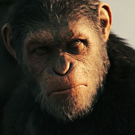 Caesar Ape, Caesar Planet Of The Apes, Planet Of The Apes Caesar, Plant Of The Apes, Jojo Bizarro, Andy Serkis, Planet Of The Apes, Favorite Movie, Iconic Movies