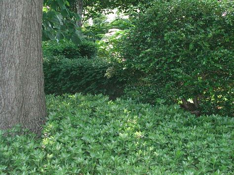 ground cover under maple tree | Yvonne Estelle's Daily: {in the Garden} Dry Shade Under a Maple Tree? Shade Ground Cover, Maple Tree Landscape, Gray House, Ground Covering, Maple Trees, Permaculture Gardening, Grey Houses, Ground Cover Plants, Maple Tree