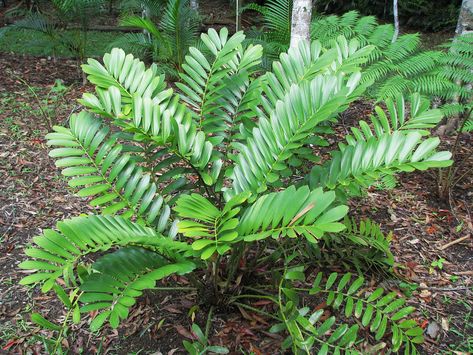 Cardboard Palm (Zamia furfuracea) Zamia Plant, Cardboard Palm, Zamia Furfuracea, Palm Garden, Tropical Garden Design, Buy Plants Online, Big Plants, Buy Plants, Tropical Landscaping