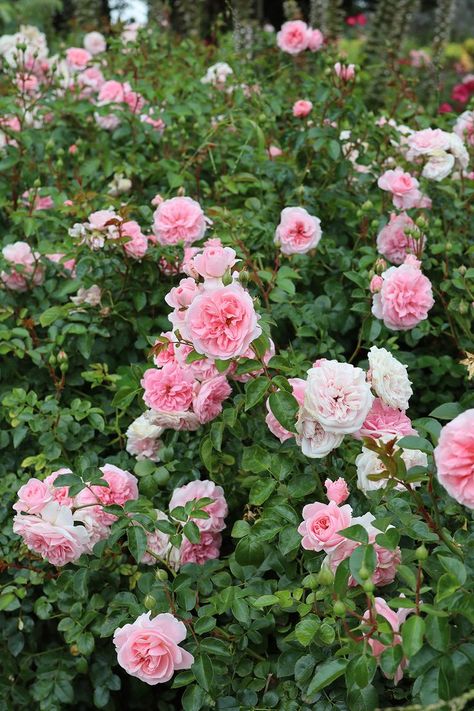 Some of the roses are distinctly old-fashioned in appearance, despite their modern parentage. ‘My Granny’ is a repeat-blooming, spreading rose that makes an exquisite hedge. South African gardeners sometimes choose plants with security in mind, and a deterrently thorny hedge that also flowers is doubly appealing. Cherry Farm, My Granny, Fiddle Leaf Fig Tree, Planting Roses, Fiddle Leaf Fig, Garden Tours, Garland Wedding, Snake Plant, Beautiful Bouquet