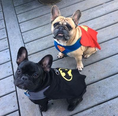 Dog Security Costume, French Bulldog Halloween Costumes, Bulldog Halloween Costumes, Pug Costume, Puppy Halloween Costumes, Batman V Superman, Dog Clothes Diy, Bulldog Francese, Batman Superman