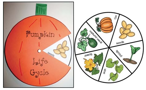 Life Cycle of a Pumpkin Activities Emergent Reader and Crafts Life Cycle Pumpkin, Pumpkin Craft Kindergarten, Pumpkin Emergent Reader, Pumpkin Life Cycle Craft, Life Cycle Of An Apple, Pumpkin Crafts Preschool, Life Cycle Of A Pumpkin, Pumpkin Lessons, Life Cycle Activities