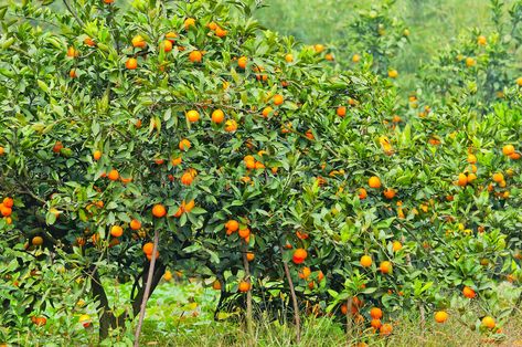 Orange tree. With fruits in autumn , #AFF, #tree, #Orange, #autumn, #fruits #ad Navel Orange Tree, Drought Tolerant Grass, Arbutus Tree, Fruit Shrub, Hedge Trees, Kumquat Tree, Fruit Growing, Mandarin Tree, Arborvitae Tree