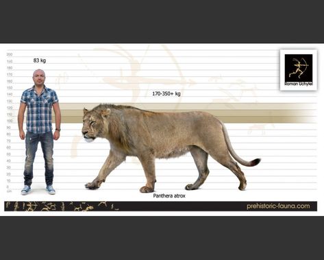 Cave Lion, Mega Fauna, Extinct Mammals, Short Faced Bear, Herbivorous Animals, American Lion, Prehistoric Fauna, Panthera Leo, Prehistoric World