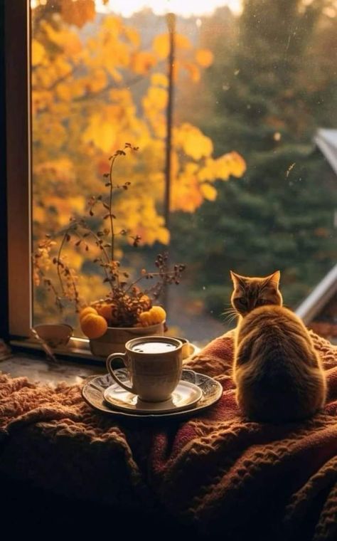 My Soul Aesthetic, Cats In Autumn, Relaxing Pictures, Fall Goals, Evermore Aesthetic, Soul Aesthetic, Cat Wallpapers, Magic Home, Book Cafe