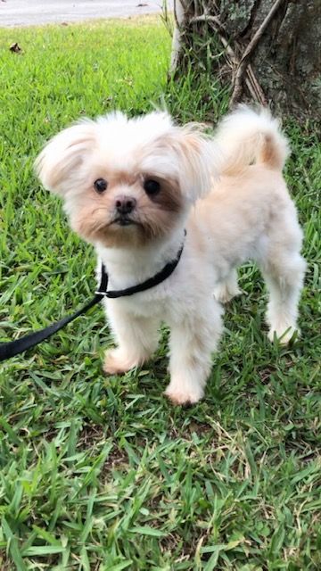 Shih Tzu Chihuahua Mix Dogs, Free Puppies For Adoption Near Me, Free Puppies For Adoption, Small Dog Rescue, Shih Tzu Rescue, Longer Pixie, Best Small Dog Breeds, Rescue Dogs For Adoption, Diy Carport