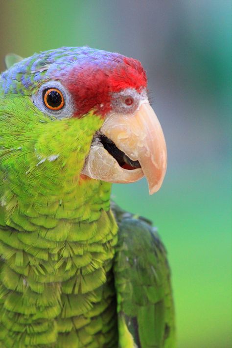 https://flic.kr/p/8uVXKW | Lilac Crowned Amazon Parrot | Taken at the Central Florida Zoo Lilac Crowned Amazon Parrot, Amazon Parrots, Green Parrot, Amazon Parrot, Bird Tattoos, Funny Parrots, Facebook Status, Parakeets, Parrot Bird