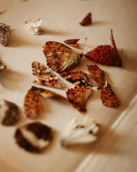 My collection of dead butterflies 🦋 Butterfly Pinning, Pinned Butterflies, Pinned Butterfly, Dead Butterfly, Butterfly Pin, August 19, Art Stuff, My Collection, Art Inspo