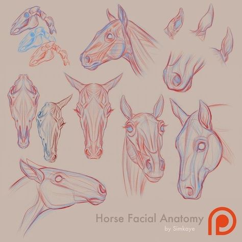 Face Anatomy Sketch, Horse Head Anatomy, Horse Face Drawing, Horse Drawing Tutorial, Horse Head Drawing, Anatomy Studies, Horse Art Drawing, Head Anatomy, Face Anatomy