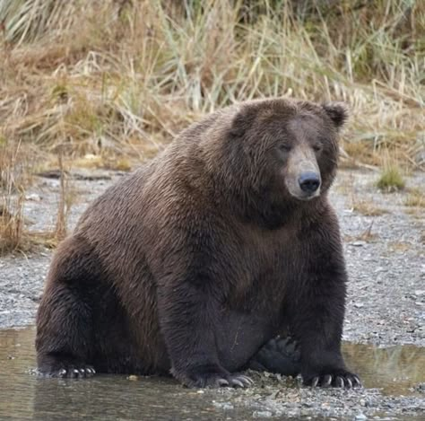 Grizzly Bear Cub, Fat Animals, Bear Spray, Bear Pictures, Love Bear, Bear Hug, Silly Animals, Bear Cubs, Grizzly Bear