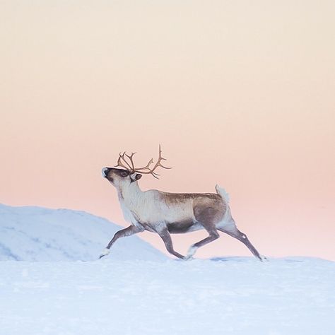 Leaving office for the week-end is like... Running wild and free! And this is exactly what reindeer of @tromsoarcticreindeer do, but they… Reindeer Running, Reindeer Run, Deer Running, Santa And His Reindeer, Turkey Hunting, Crocodiles, Winter Wonder, Woodland Creatures, Photographic Art