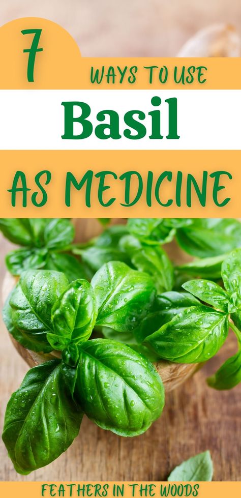 Fresh basil in small container prepared for use medicinally Basil Uses, Ways To Use Basil, Holy Basil Benefits, Benefits Of Basil, Basil Health Benefits, Fresh Basil Recipes, Basil Tea, Tinctures Recipes, Basil Herb