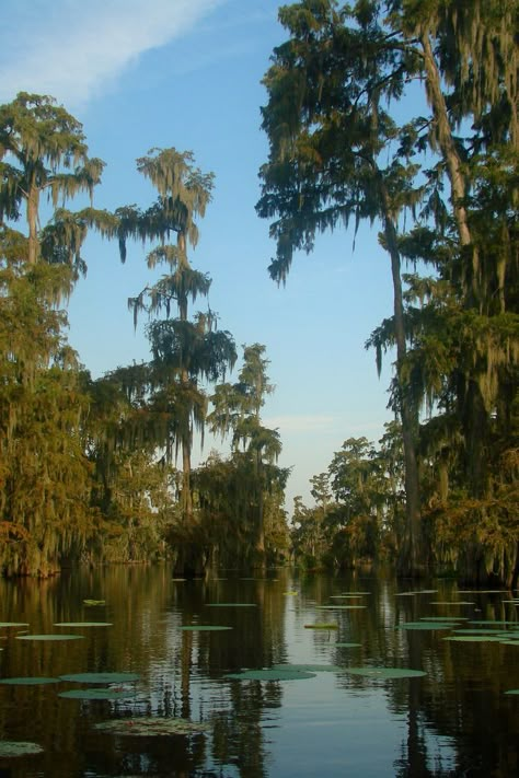 Swamp Paintings, Swamp Shack, Surreal Nature, Swamp People, Nature Ideas, Louisiana Swamp, Louisiana Bayou, Louisiana Style, Louisiana Art