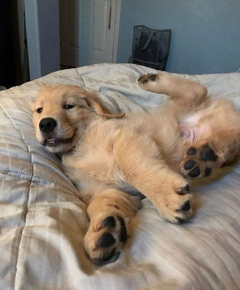 10 Goldens Lounging in Bed  Follow them @benjthegolden @garththegolden @goldenchampstagram @masonderulo__ @polentagoldenretriever… Golden Retriever Mix, Golden Retriever Puppy, Retriever Puppy, Cute Animal Photos, Cute Animal Pictures, Cute Creatures, Cute Little Animals, Doberman