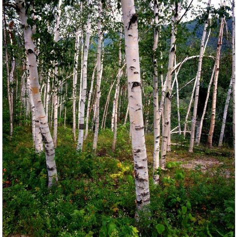 Survival Medicine, Birch Candles, Survival Ideas, White Birch Trees, Birch Leaf, Urban Survival, Wood Ducks, Tree Seeds, Silver Birch