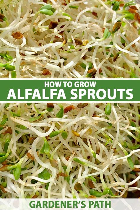 Grow Alfalfa Sprouts, Radish Sprouts, Plan A Garden, High Tunnel, Fuchsia Plant, Growing Sprouts, Garden On A Budget, Alfalfa Sprouts, Summer Gardening