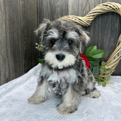 Sparkie is a Salt & Pepper Male Miniature Schnauzer puppy for sale at PuppySpot that comes with a 10 year health commitment. Miniature Schnauzer Puppy, Schnauzer Grooming, Mini Schnauzer Puppies, Schnauzer Puppies, Miniature Schnauzer Puppies, Schnauzer Puppy, Schnauzer Dogs, Mini Schnauzer, Puppy For Sale