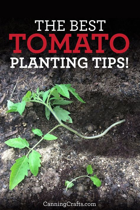 Trench Planting Tomatoes for Epic Root Growth & Strong Plants | Read more on CanningCrafts.com | #tomato #tomatoes #garden #gardening #gardener #gardeningtips #organicgardening #organicgarden #vegetablegardening #vegetablegarden Planting Tomatoes In Garden, Tomatoes Plant, How To Plant Tomatoes, Planting Food, Planting Tomatoes, Plant Tomatoes, Growing Tomato, Tomatoes Growing, Freeze Avocado