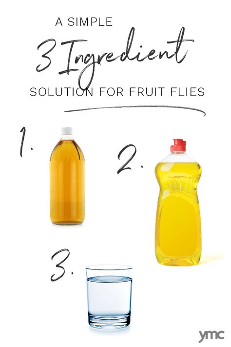 Rid Of Fruit Flies, Nat Trap Diy, Fruit Flies Get Rid Of Vinegar, How To Get Rid Of Fruit Flies In Plants, How To Trap Fruit Flies, Nat Trap Fruit Flies, Fruit Flies Get Rid Of, How To Get Rid Of Fruit Flies In House, Getting Rid Of Nats