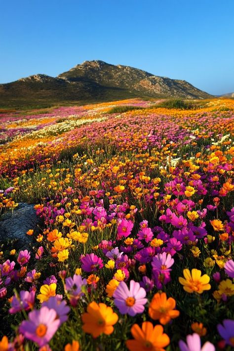 Discover the Wildflowers of Namaqualand, South Africa🌼 Visit Namaqualand in spring to see the desert come alive with colorful wildflowers. This natural spectacle is a must-see for nature lovers. 🌿🌺 #Wildflowers #SpringTravel #SouthAfrica #Namaqualand Namaqualand South Africa, Namaqualand Flowers, Spring Wildflowers, Spring Trip, Spring Theme, Nature Reserve, Love Letters, Nature Lover, South Africa