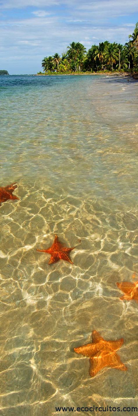 Playa Estrella (Starfish Beach) in Bocas del Toro, PANAMA Bocas Town, Backpacking Destinations, Panama Travel, Panama Canal, San Blas, Vacation Photos, Adventure Tours, Hawaii Travel, Oh The Places Youll Go