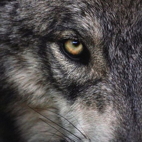 ✶✧✶ “BY: @ivar_the_real_wolfdog •• worldofwolvesofficial: ✶✧✶ 💙💙 💙💙 💙💙 #shoutout #photography ” Alpha Wolf Tattoo, Alpha Wolf Art, Regard Animal, Werewolf Aesthetic, Wolf Husky, Ned Stark, Wolf Eyes, Alpha Wolf, Wolf Photos