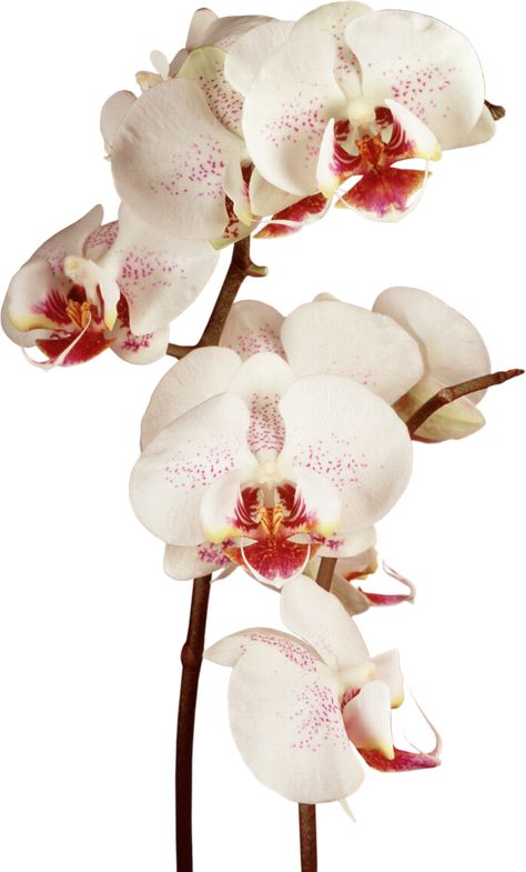 orchid by elly05 Orchid Wallpaper, Nothing But Flowers, Iphone Wallpaper Photos, Flower Therapy, Beautiful Orchids, Orchid Flower, Exotic Flowers, Graphic Poster, Pretty Flowers