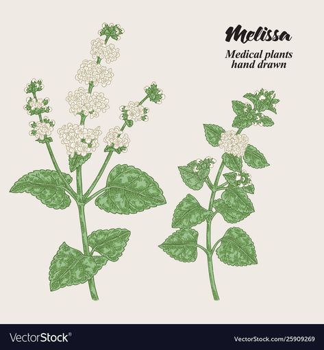 Lemon Balm Drawing, Melissa Officinalis, Branch With Leaves, Medical Herbs, Illustration Botanique, Hand Drawn Vector Illustrations, Leaves Vector, Hand Drawn Vector, Lemon Balm